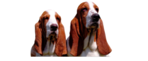 Basset Header