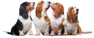 Bassets Looking At Phone Number